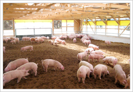 養豚農場の子豚舎